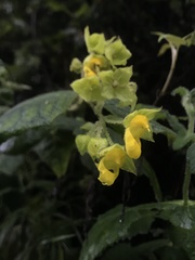 Calceolaria perfoliata