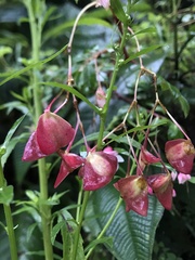 Begonia fuchsioides