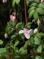Begonia fuchsioides
