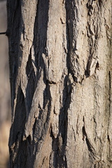 Robinia pseudoacacia