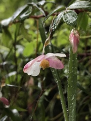 Begonia fuchsioides