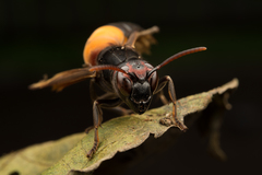 Vespa affinis