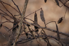 Robinia pseudoacacia