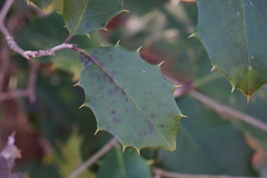 Ilex opaca