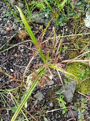 Cyperus distans