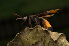 Vespa affinis