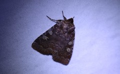 Cerastis tenebrifera