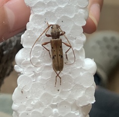 Xenocompsa flavonitida