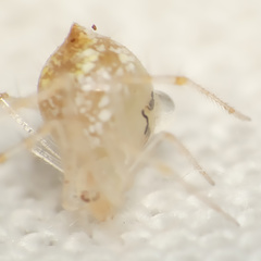 Theridiidae