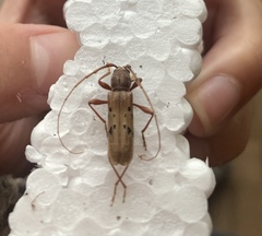 Xenocompsa flavonitida