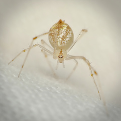 Theridiidae