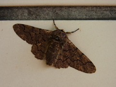 Biston robustum robustum