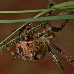 Pararaneus