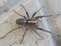 Africactenus tridentatus