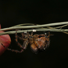Pararaneus