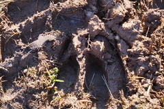 Odocoileus virginianus
