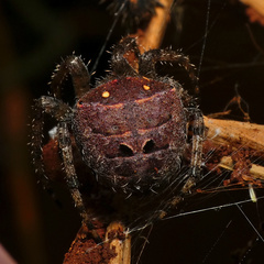 Pararaneus