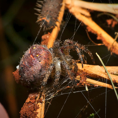 Pararaneus