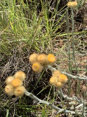 Helichrysum cephaloideum