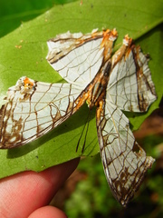 Cyrestis thyodamas mabella
