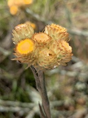 Helichrysum cephaloideum