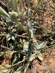 Helichrysum cephaloideum