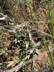 Helichrysum cephaloideum