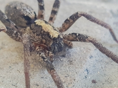 Africactenus tridentatus