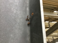 Araneus detrimentosus