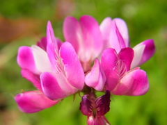 Astragalus sinicus