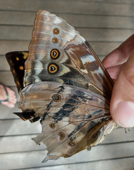 Morpho telemachus