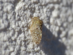 Euphyllura olivina