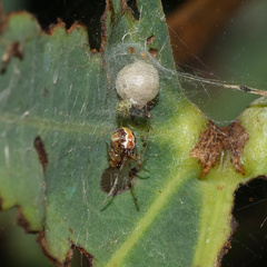 Theridion