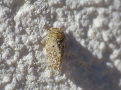 Euphyllura olivina