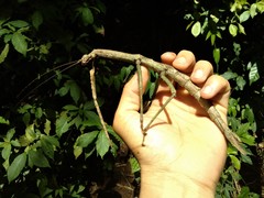 Cladomorphus phyllinus