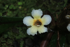 Nautilocalyx bracteatus