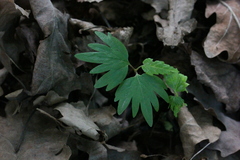 Tilia cordata