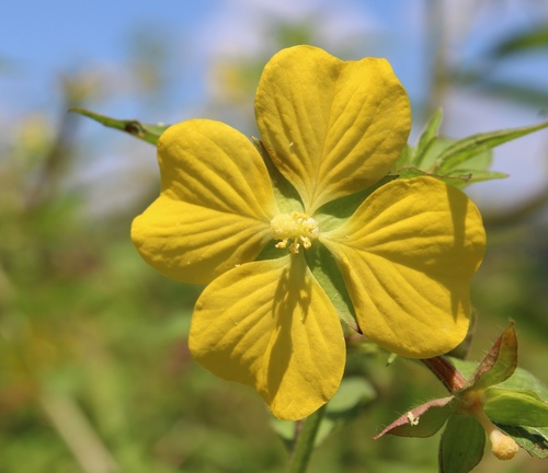 Ludwigia octovalvis iNat (1)