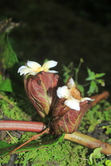 Nautilocalyx bracteatus