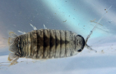 Cirolana harfordi