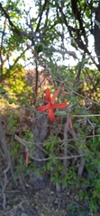 Anisacanthus quadrifidus