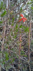 Anisacanthus quadrifidus