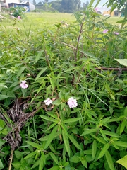 Impatiens platypetala