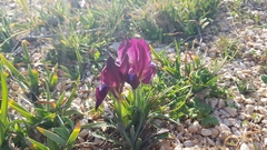 Iris adriatica