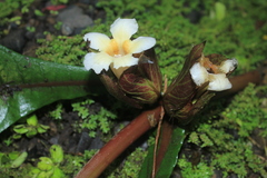Nautilocalyx bracteatus
