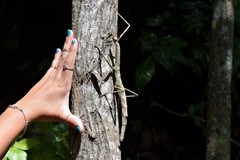 Cladomorphus phyllinus