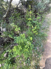 Thalictrum fendleri polycarpum