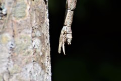 Cladomorphus phyllinus