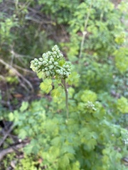Thalictrum fendleri polycarpum