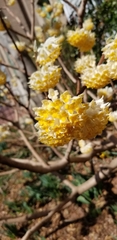 Edgeworthia